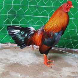 gà đá độ tiền lớn