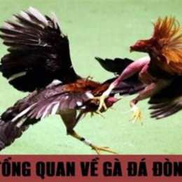 ga da don doc nhat