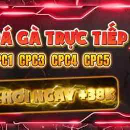 gà đá giải c3 hôm quả
