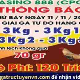 gà đá giải ngày 11 tháng 8
