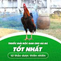 gà đá giải ngày 8 tháng 9