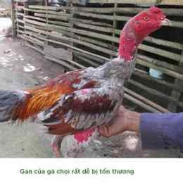 ga da giai thomo
