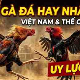 gà đá hay nhất việt nam