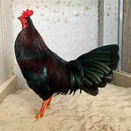 gà đá hưng cần thơ