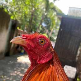 ga da kien giang