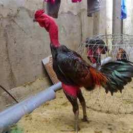 gà đá lúc đỏ lúc tái