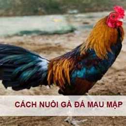 ga da mau mang