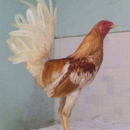 gà đá mexico