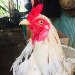 gà đá phát lại