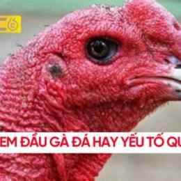 gà đá số mấy