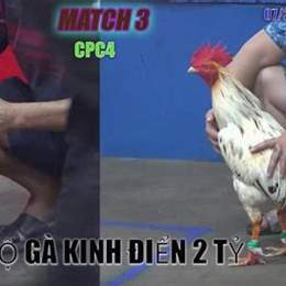gà đá thomo 24 3