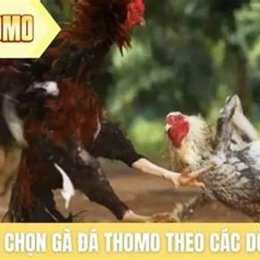 ga da thomo 27 6