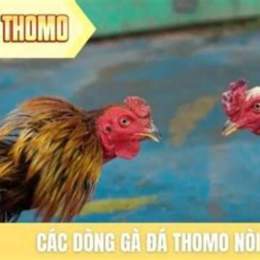 ga da thomo 88
