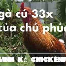 ga da thomo phuc binh duong