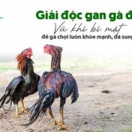 ga da thuoc