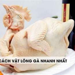 gà đã vặt lông