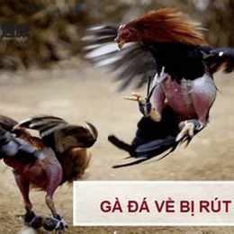gà đá về bị rút chân