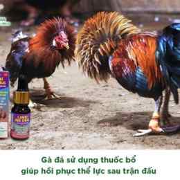 gà đá xong cho uống thuốc gì