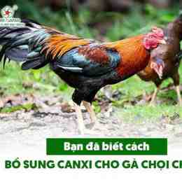 gà đá xong nên cho an gì