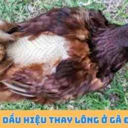 gà đang thay lông có đá được không