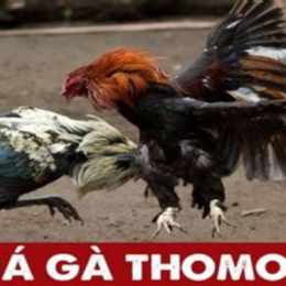 gà danh thomo đá