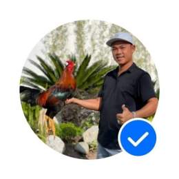 gà đen duyên ti đá