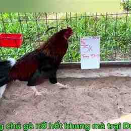 ga duyen ty da giai