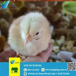 gà giống đà lạt