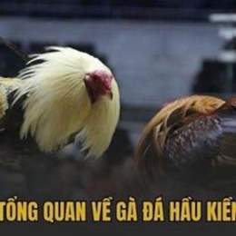 gà hầu kiềng lối đá như thế nào