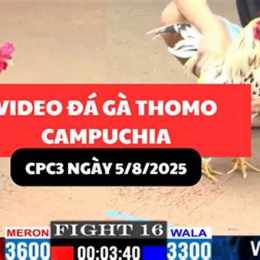 gà hưng cần thơ đá tại thomo