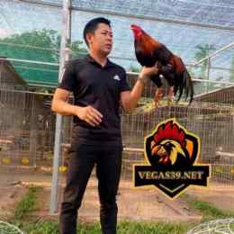 gà hưng cần thơ đá thomo