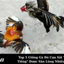 ga khet cua a cop da thomo