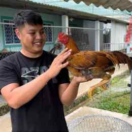 gà lâm thành hón đá thomo
