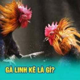 gà linh kê đá