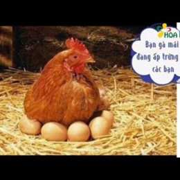 gà mái bắt đầu đẻ trứng quá trình đã được gọi là