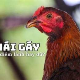 gà mái nòi gáy đá hay không