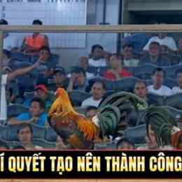 gà mít trà cú đá với phụng hoàng kê