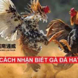 gà nào đá hay nhất