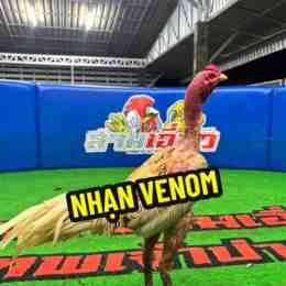 gà nhạn venom đá