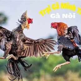 ga noi da hay nhat