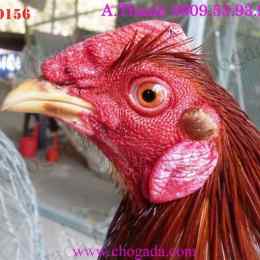gà nòi đá tiền lớn