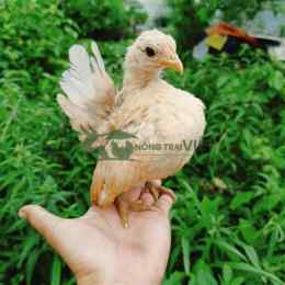 gà phu phu đá với nhí biện