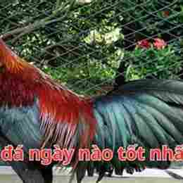 ga que da ngay nao tot
