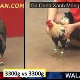 gà que xanh trích đá thomo