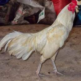 gà thái đá cựa dao