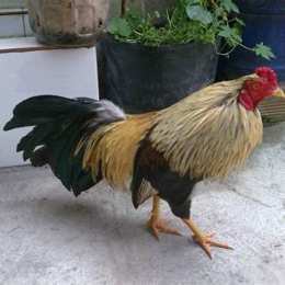 gà tre đá cựa