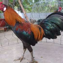 ga tre da ga choi