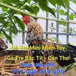 ga tre da tho mo