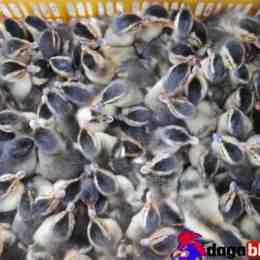 gà vịt đá nhau