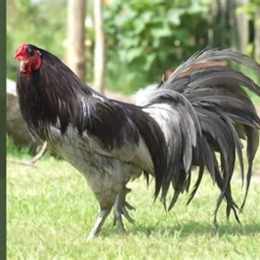 gà xám đá